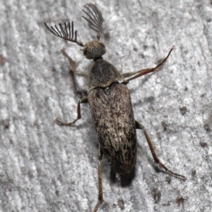 Ptilophorus sp. (genus) at Acton, ACT - 2 Oct 2022 11:12 AM