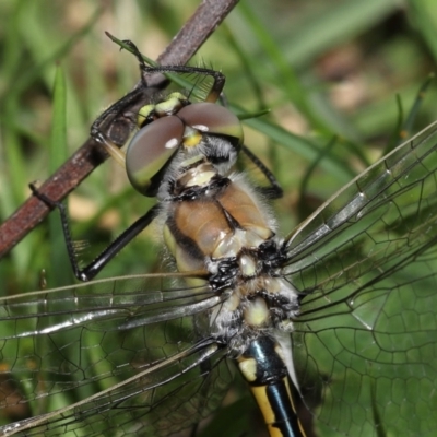 Hemicordulia tau (Tau Emerald) at Acton, ACT - 2 Oct 2022 by TimL