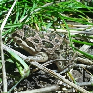 Limnodynastes tasmaniensis at Molonglo Valley, ACT - 4 Oct 2022