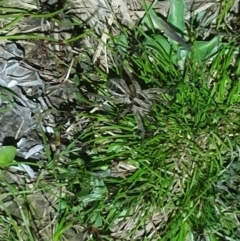 Tasmanicosa sp. (genus) (Unidentified Tasmanicosa wolf spider) at Aranda Bushland - 4 Oct 2022 by LD12