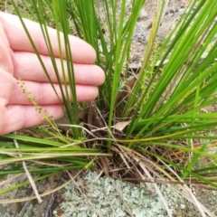 Lomandra filiformis subsp. filiformis (Wattle Matrush) at The Pinnacle - 3 Oct 2022 by sangio7