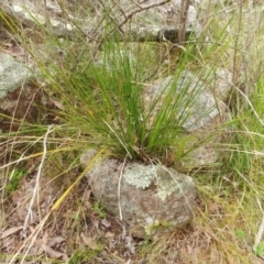 Lomandra filiformis subsp. filiformis at Hawker, ACT - 4 Oct 2022 10:34 AM