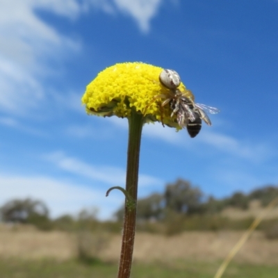 Craspedia variabilis (Common Billy Buttons) at Coree, ACT - 3 Oct 2022 by Christine