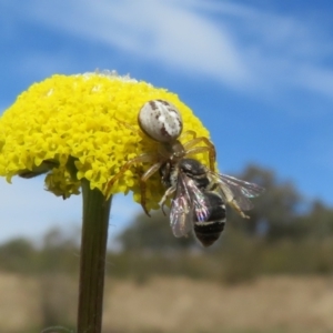 Craspedia variabilis at Coree, ACT - suppressed