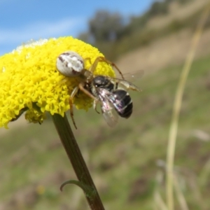 Lasioglossum sp. (genus) at Coree, ACT - 3 Oct 2022