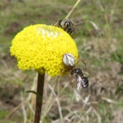 Lasioglossum sp. (genus) at Coree, ACT - 3 Oct 2022 12:51 PM