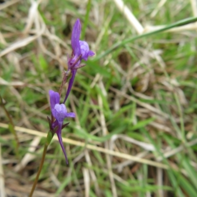 Linaria pelisseriana (Pelisser's Toadflax) at Coree, ACT - 3 Oct 2022 by Christine