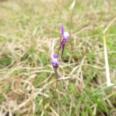 Linaria pelisseriana at Coree, ACT - 3 Oct 2022 12:24 PM