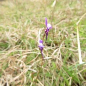 Linaria pelisseriana at Coree, ACT - 3 Oct 2022