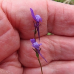 Linaria pelisseriana at Coree, ACT - 3 Oct 2022 12:24 PM