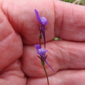 Linaria pelisseriana at Coree, ACT - 3 Oct 2022