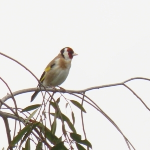 Carduelis carduelis at Fyshwick, ACT - 4 Oct 2022