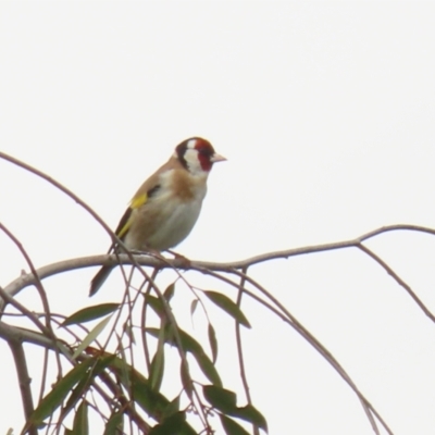 Carduelis carduelis (European Goldfinch) at Jerrabomberra Wetlands - 4 Oct 2022 by RodDeb