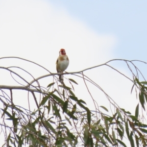 Carduelis carduelis at Fyshwick, ACT - 4 Oct 2022