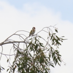 Carduelis carduelis at Fyshwick, ACT - 4 Oct 2022