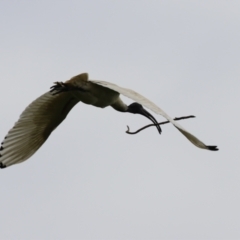 Threskiornis molucca (Australian White Ibis) at Fyshwick, ACT - 4 Oct 2022 by RodDeb