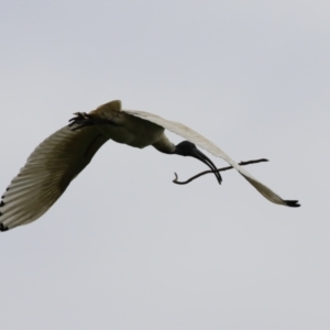 Threskiornis molucca at Fyshwick, ACT - 4 Oct 2022