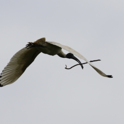 Threskiornis molucca (Australian White Ibis) at Jerrabomberra Wetlands - 4 Oct 2022 by RodDeb