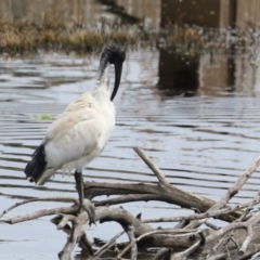 Threskiornis molucca at Fyshwick, ACT - 4 Oct 2022