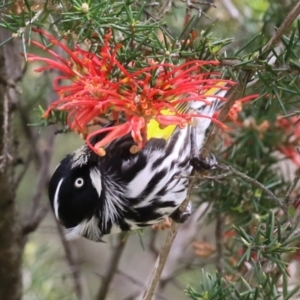 Phylidonyris novaehollandiae at Fyshwick, ACT - 4 Oct 2022