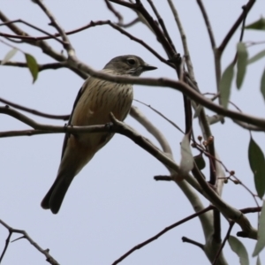 Pachycephala rufiventris at Fyshwick, ACT - 4 Oct 2022 12:12 PM