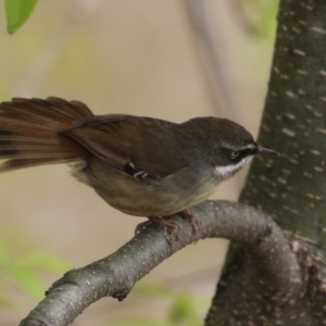 Sericornis frontalis at Fyshwick, ACT - 4 Oct 2022 12:05 PM