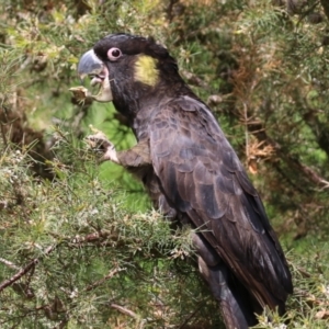 Zanda funerea at Fyshwick, ACT - 4 Oct 2022 12:41 PM