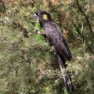 Zanda funerea at Fyshwick, ACT - 4 Oct 2022 12:41 PM