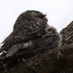 Podargus strigoides at Fyshwick, ACT - 4 Oct 2022