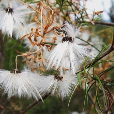 Clematis leptophylla (Small-leaf Clematis, Old Man's Beard) at Woodstock Nature Reserve - 4 Oct 2022 by JohnBundock