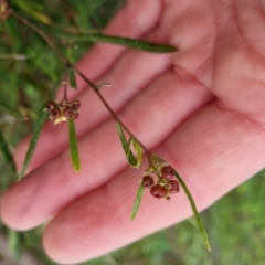 Dodonaea viscosa (Hop Bush) at Bungendore, NSW - 5 Oct 2022 by clarehoneydove