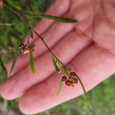 Dodonaea viscosa (Hop Bush) at Bungendore, NSW - 5 Oct 2022 by clarehoneydove