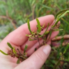 Dodonaea viscosa at Bungendore, NSW - 5 Oct 2022 10:59 AM