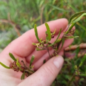 Dodonaea viscosa at Bungendore, NSW - 5 Oct 2022 10:59 AM