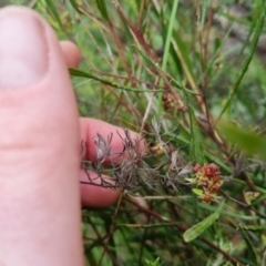 Dodonaea viscosa at Bungendore, NSW - 5 Oct 2022 10:59 AM