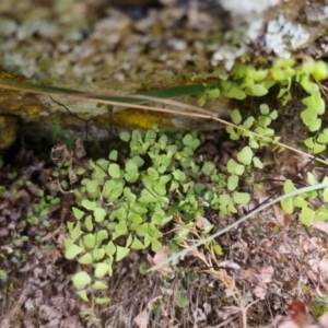 Adiantum aethiopicum at Bungendore, NSW - 5 Oct 2022