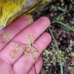 Adiantum aethiopicum at Bungendore, NSW - 5 Oct 2022