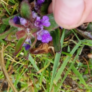 Ajuga australis at Bungendore, NSW - 5 Oct 2022