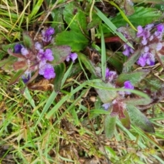 Ajuga australis at Bungendore, NSW - 5 Oct 2022