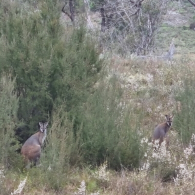 Notamacropus rufogriseus (Red-necked Wallaby) at Bungendore, NSW - 5 Oct 2022 by clarehoneydove