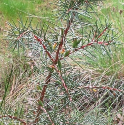 Hakea decurrens subsp. decurrens (Bushy Needlewood) at The Pinnacle - 3 Oct 2022 by sangio7