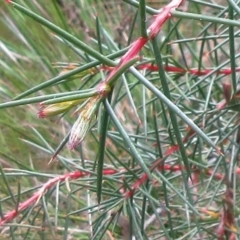 Hakea decurrens subsp. decurrens at Hawker, ACT - 4 Oct 2022