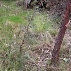 Hakea decurrens subsp. decurrens at Hawker, ACT - 4 Oct 2022 09:58 AM