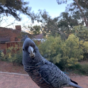 Callocephalon fimbriatum at Garran, ACT - 15 Sep 2022