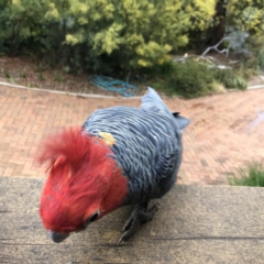 Callocephalon fimbriatum (Gang-gang Cockatoo) at Garran, ACT - 12 Sep 2022 by MichaelMulvaney