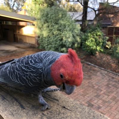 Callocephalon fimbriatum (Gang-gang Cockatoo) at Garran, ACT - 14 Sep 2022 by MichaelMulvaney