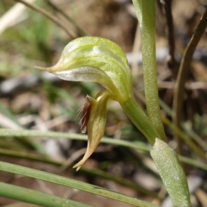 Oligochaetochilus aciculiformis at Stromlo, ACT - suppressed