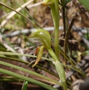 Oligochaetochilus aciculiformis at Stromlo, ACT - suppressed