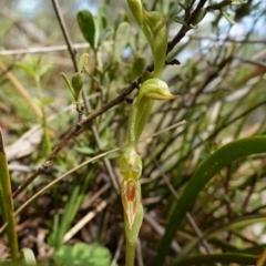 Oligochaetochilus aciculiformis at Stromlo, ACT - suppressed