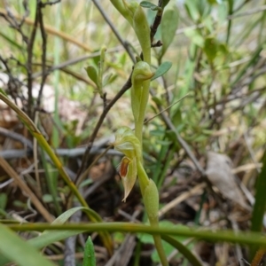 Oligochaetochilus aciculiformis at Stromlo, ACT - suppressed